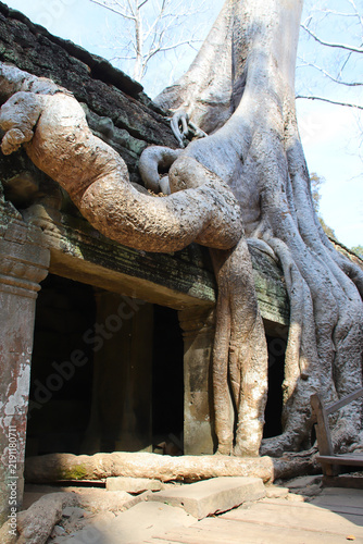 Obraz na płótnie ruined buddhist and hindu khmer temple (ta prohm) in angkor in siem reap in camb
