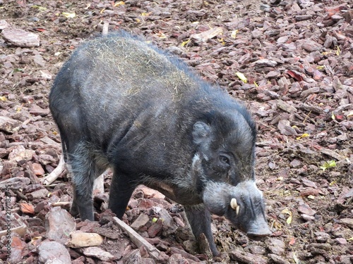 Cuadro en lienzo Cochon