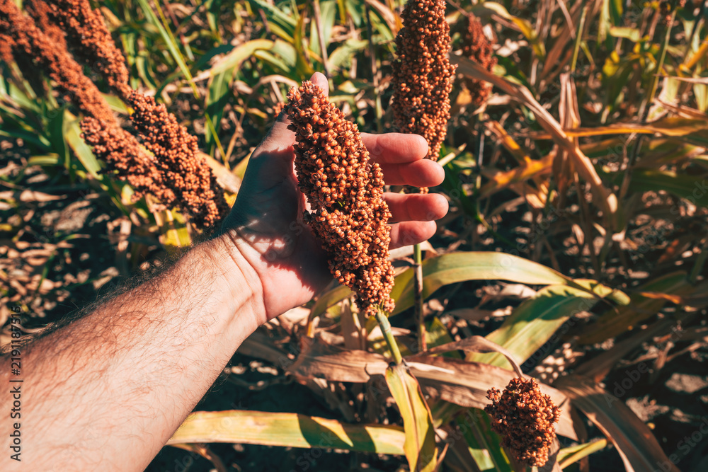 Obraz premium Close-up of a farmer's hand gently inspecting a golden sorghum seed head in a bright field.