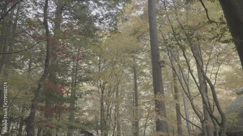 日本の原風景 鮮やかに赤や黄色に色づく木々と美しい秋の紅葉風景 Log撮影 / Japan's Unspoiled Landscape Vibrant Red and Yellow Autumn Leaves on Trees Log footage