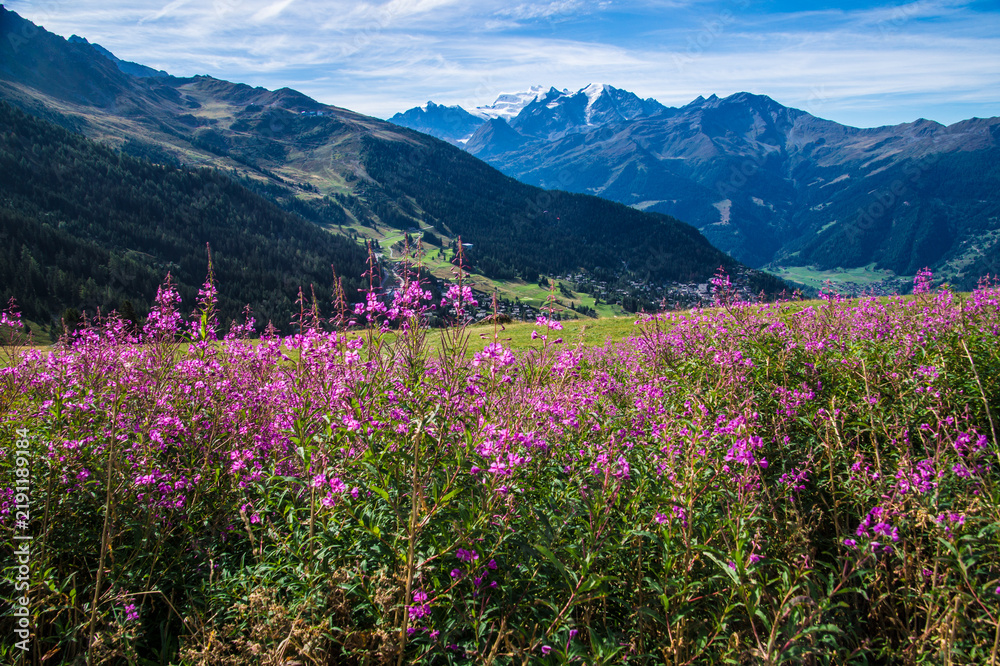 Fototapeta premium Mountain valley with purple flowers under a blue sky and snowcapped