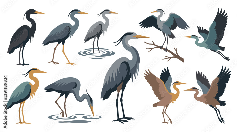 Obraz premium Blue heron bird collection in flat style colorful water bird poses.