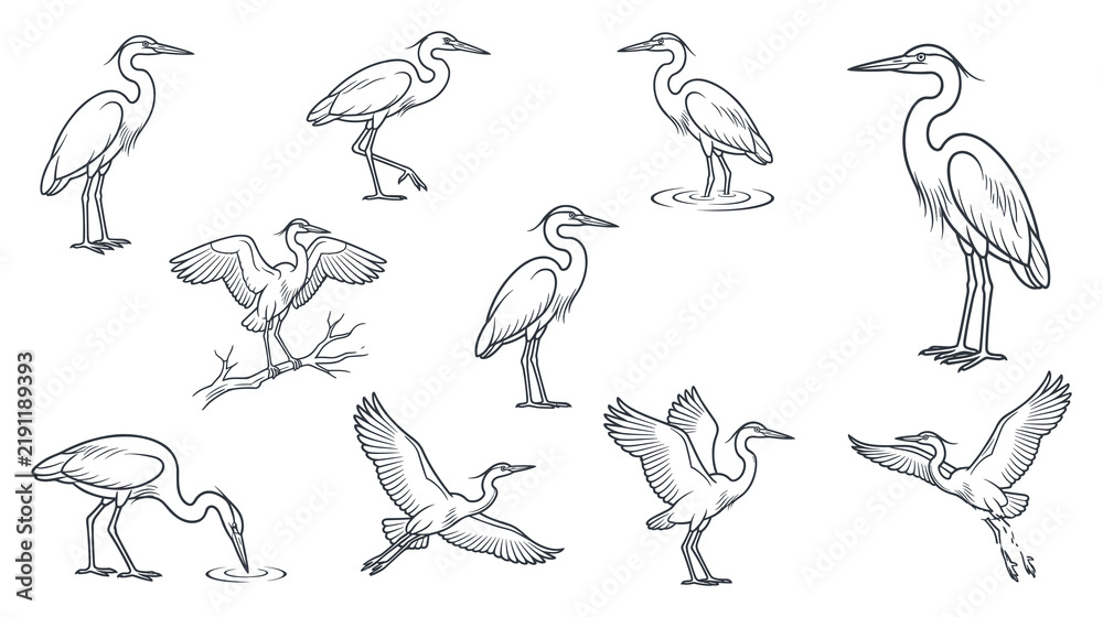 Obraz premium Line art heron bird poses in various graceful water bird movements.
