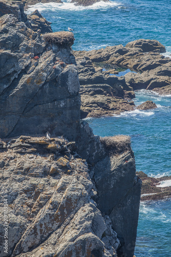 Foto Seagull nest placed over cliff peak