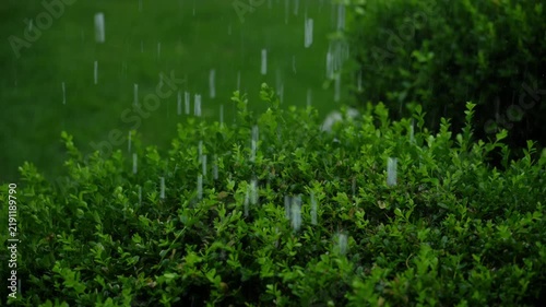 Heavy summer rain falling on lush green bushes and vegetation during an intense rainstorm.