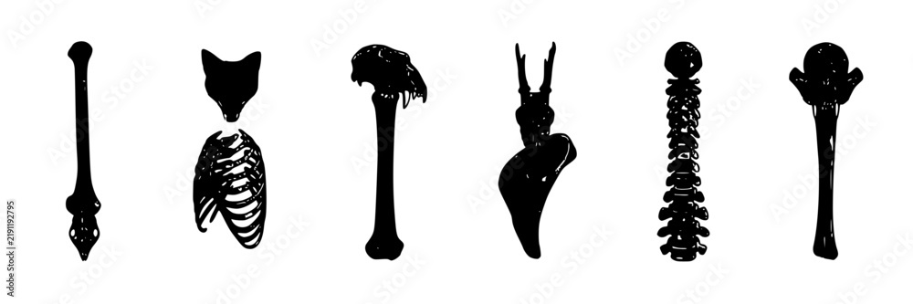 Fototapeta premium Medical Anatomy Silhouettes, Stylized Human Skeleton Icons, Medical Illustration for Healthcare and Science Concepts.
