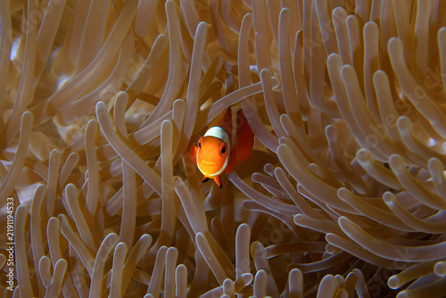 Nemo fish, also known scientifically as the clownfish, is a small and bright tropical fish.Physical AppearanceBright orange body with distinct white stripes.Black outlines bordering the white stripes.