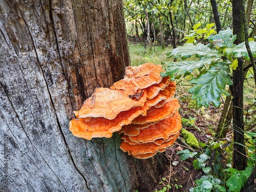 Żółciak siarkowy Laetiporus sulphureus żagwiowiec na drzewie w lesie