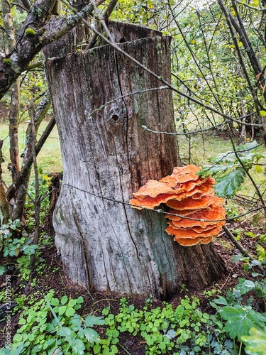 Żółciak siarkowy Laetiporus sulphureus żagwiowiec na drzewie w lesie