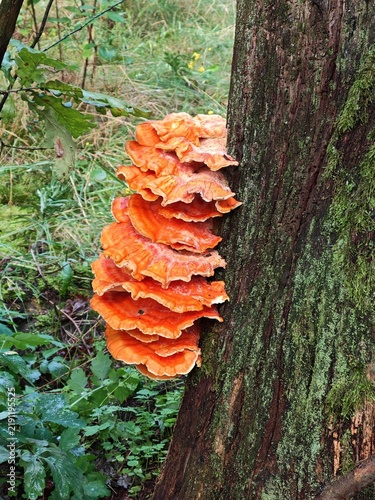 Żółciak siarkowy Laetiporus sulphureus żagwiowiec na drzewie w lesie