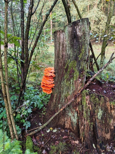 Żółciak siarkowy Laetiporus sulphureus żagwiowiec na drzewie w lesie