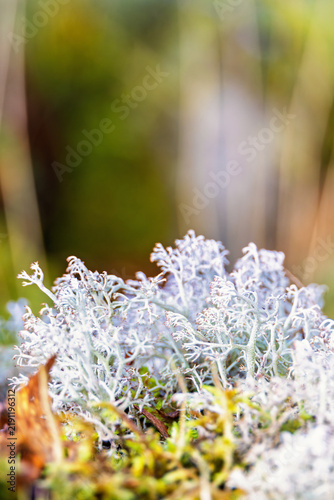 Reindeer cup lichen in close-up on the ground