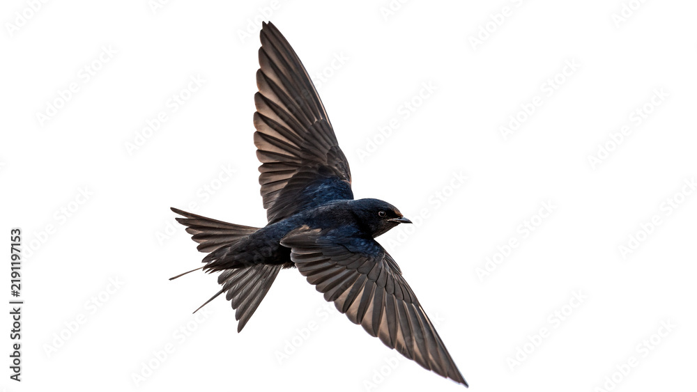Obraz premium Beautiful hummingbird flying or hovering in mid air isolated nature illustration