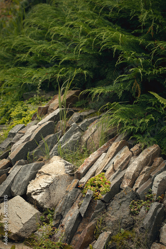 Natural rock garden retaining wall with juniper and succulents in a garden landscape, vertical image.