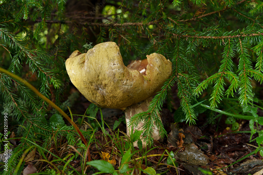 Foto an old mushroom under a spruce tree
