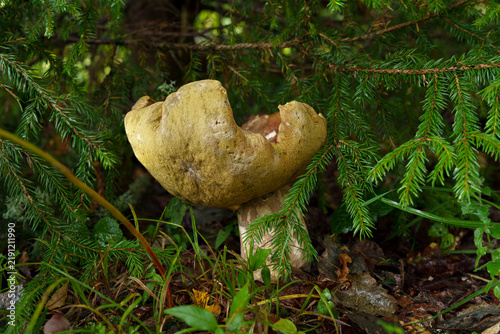 Foto an old mushroom under a spruce tree