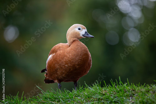 Fotografía Ruddy shelduck (Tadorna ferruginea), is a waterfowl bird of the Anatidae family
