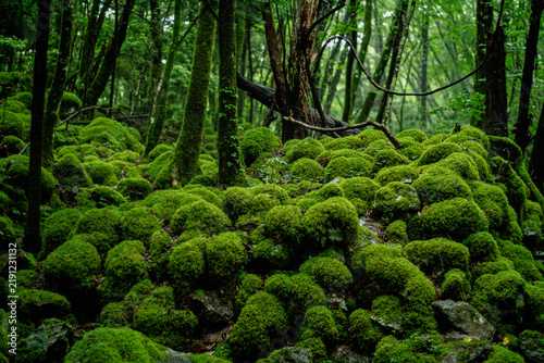山犬嶽の苔