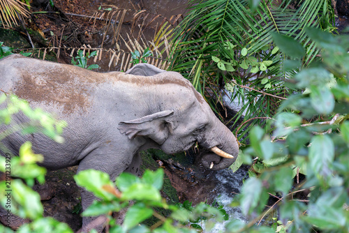 Canvas Print Elephants in the wild
