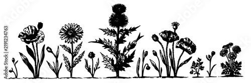 Botanical Wildflowers Line Illustration Pack, Monochrome Floral Sketch. Delicate Wildflower Silhouettes