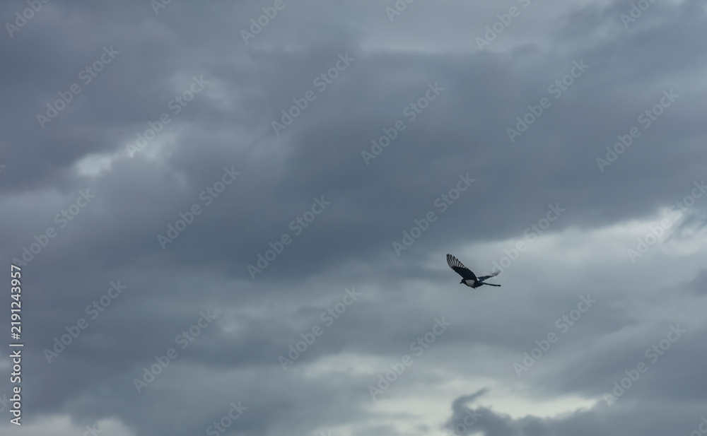 Fototapeta premium Overlay de Ciel Orageux – Nuages Dramatiques pour Effets Intenses avec oiseau Pie en vol