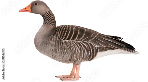 фотографія Gray goose with orange beak and webbed feet, isolated on transparent background