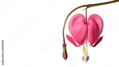 Beautiful pink bleeding heart flower blossom dicentra isolated on transparent background.