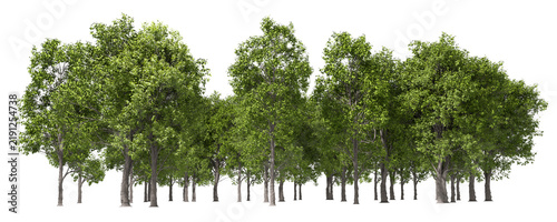 Evergreen woods standing line cutout on transparent backgrounds 3d illustrations png