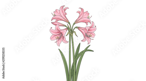 A vibrant botanical illustration of pink lily-like flowers with green stems and leaves on a white background.