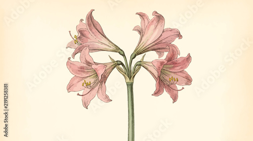 A detailed botanical illustration depicting multiple delicate pink flowers blooming on a single green stem against a light background.