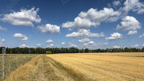 Beautiful Summer Field Under Blue Sky with Clouds