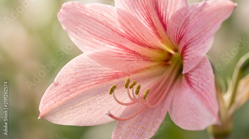 A beautiful close-up of a delicate pink flower with soft petals and a detailed center, bathed in natural light.