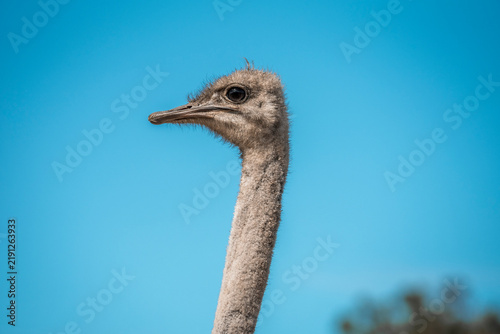 Close-up portrait of an ostrich head and long neck against a clear blue sky with soft distant foliage