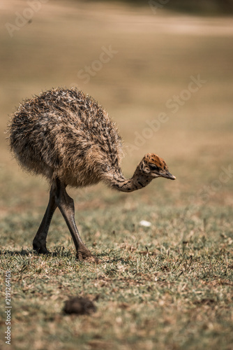 Принти на полотні Young fluffy brown flightless bird chick pecking and foraging on dry grassland i