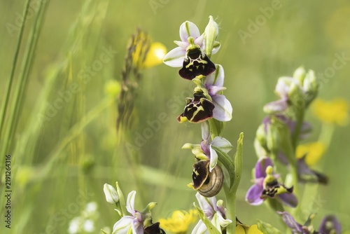 Flowers of the Late spider-orchid (Ophrys fuciflora), Hesse, Germany