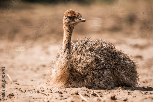 Young ostrich chick resting on sandy ground in dry habitat with soft natural light