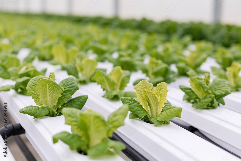 Obraz premium The Lettuce Crop Growing in a Modern Hydroponic Greenhouse System