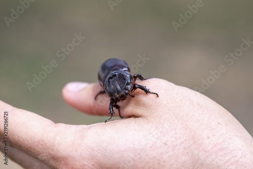 African rhinoceros beetle (Oryctes monoceros) on a hand, Tanzania