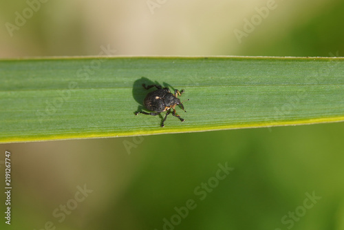 Iris weevil, Iris seed weevil (Mononychus punctumalbum) on a leaf of yellow flag (Iris pseudacorus). Tribe Mononychini, subfamily Ceutorhynchinae, family Curculionidae. September