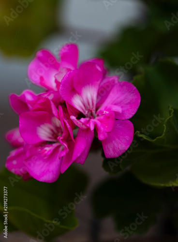 Fleur Géranium rosat rose	
