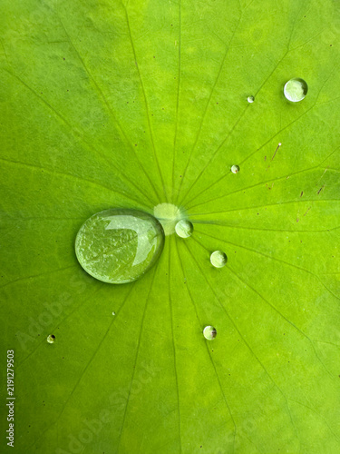 Foto High angle view of shining morning dew drops on a large green lotus leaf