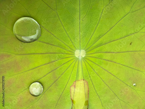 clear water drops on green lotus leaf with visible veins texture