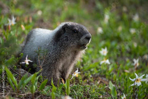 marmot in the alps