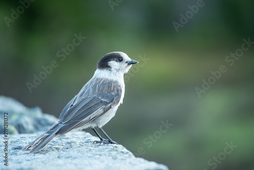 black backed shrike