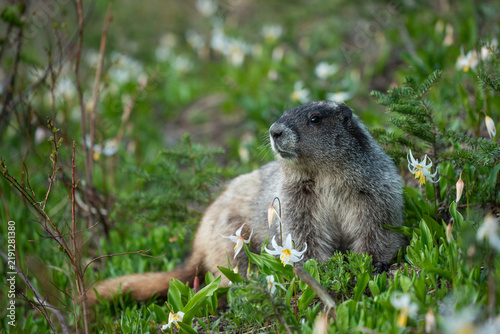 marmot in the mountains