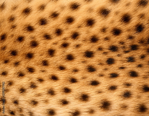 Obraz na płótnie Realistic Cheetah Fur Texture Close Up Background