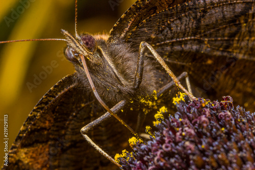 Foto Macro close-up of European Peacock butterfly Aglais io on purple flower, detaile