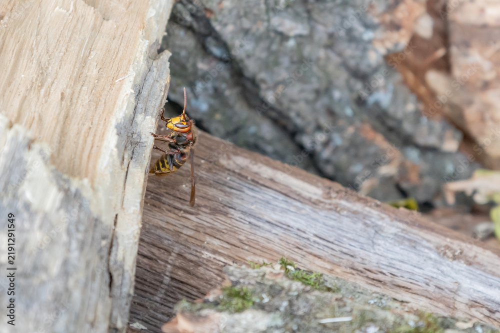 Fototapeta premium European hornet crawling on stacked firewood logs outdoors. Close-up macro shot of a large stinging insect on wooden timber, natural background, wildlife and pest photography, rural environment.