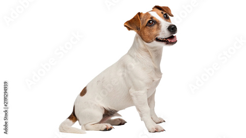 Cute small white jack russell terrier puppy sitting isolated on transparent background.