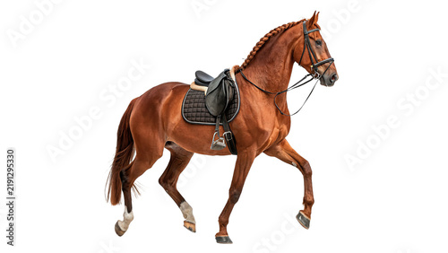 Beautiful purebred brown stallion horse walking in profile isolated on transparent background.